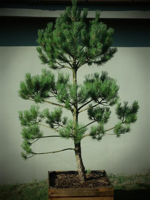 Drzewo Sosna Czarna Niwaki 3m 4m - Pušis Juodoji