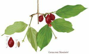 Derenia jadalnego owoce