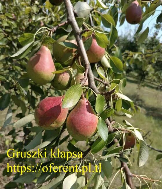 Gruszka Klapsa Faworytka Najtaniej od 1,50-2 zł.za kilogram