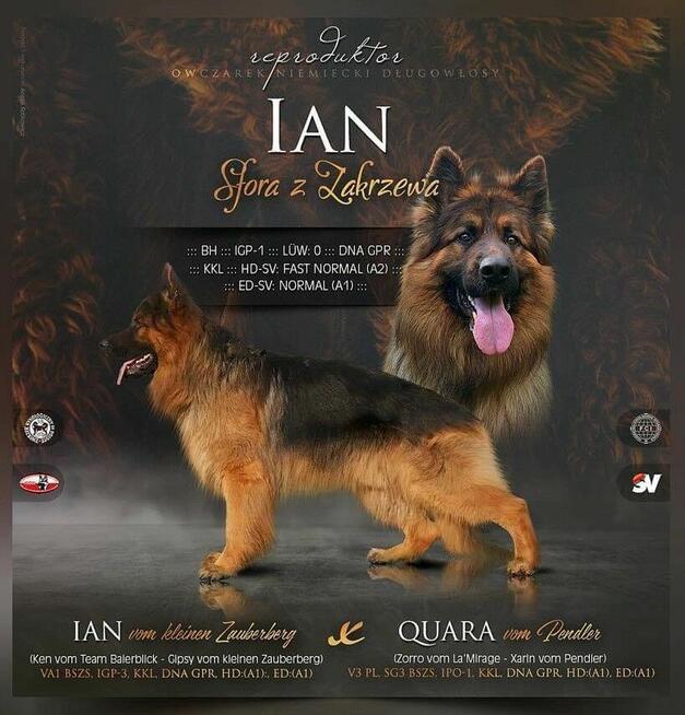 Owczarki Niemieckie Długowłose po: Champion PL ZKwP / FCI