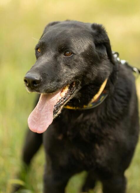 HARY - biedny, czarny, porzucony psiak, adoptuj!