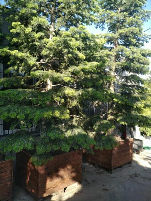 Jodła kalifornijska 5m w drewnianej donicy