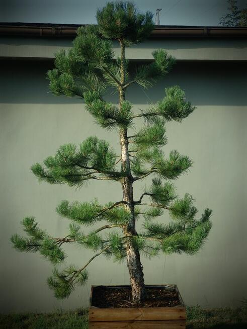 Drzewo Sosna Czarna Niwaki 3m 4m - Pušis Juodoji