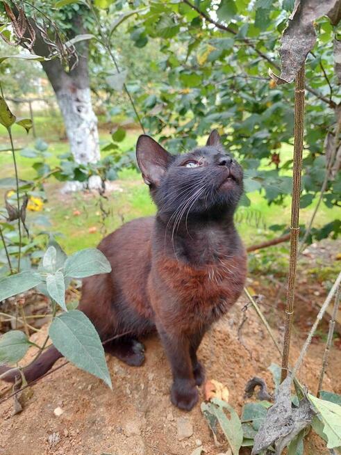 PILNE! Kotki szukają nowego domu.
