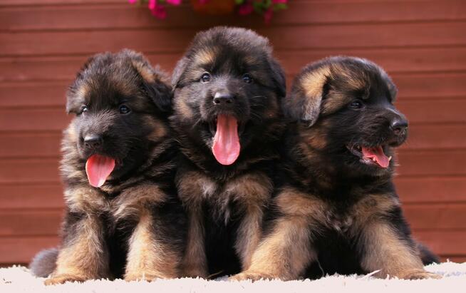 Owczarki Niemieckie Długowłose po: Champion PL ZKwP / FCI