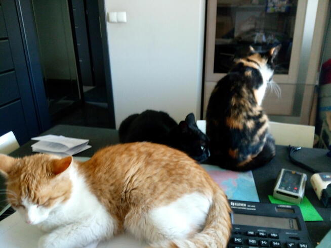 Poznam realną kobietę