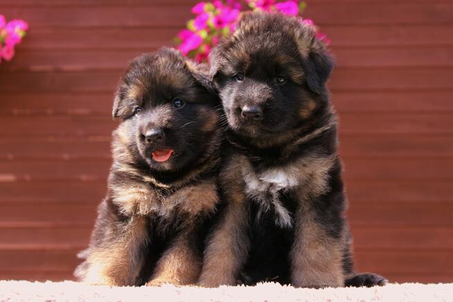 Owczarki Niemieckie Długowłose po: Champion PL ZKwP / FCI