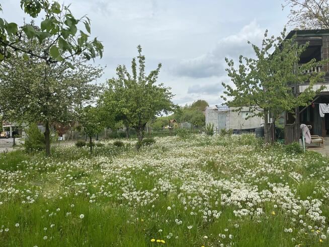 Działka ROD Gdańsk Olszynka