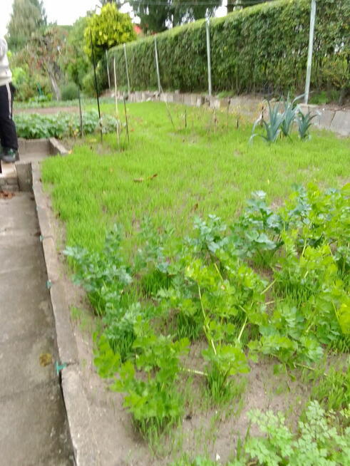 Działka rekreacyjna ROD