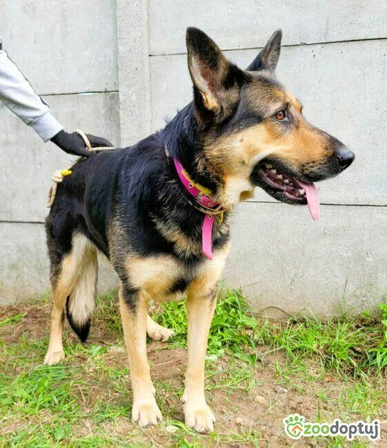 TESLA - sunia w typie owczarka szuka PILNIE domu