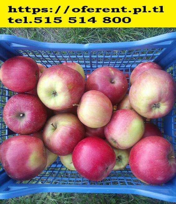 Owoce do biura żyrardów cena 1,50-2 zł.