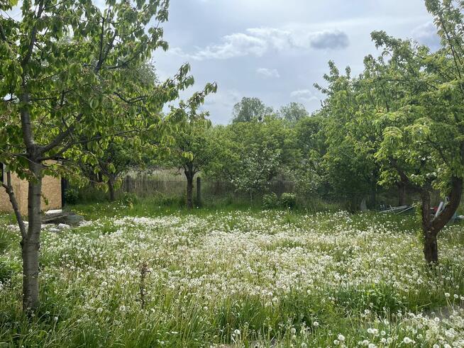 Działka ROD Gdańsk Olszynka