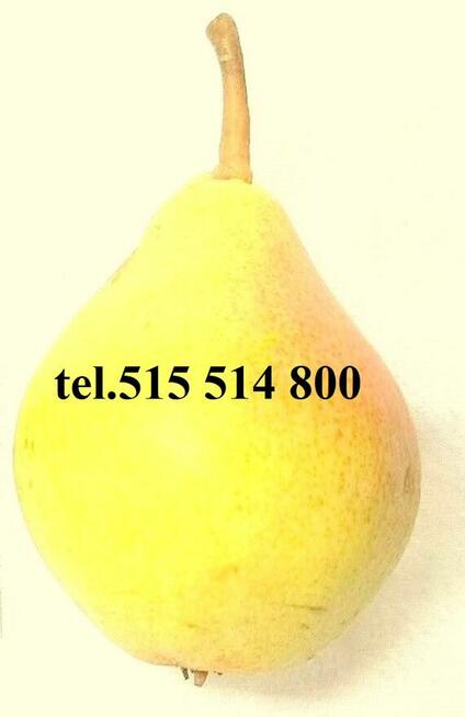 Owoce do biura żyrardów cena 1,50-2 zł.