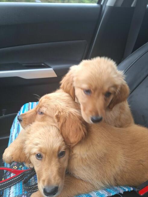 Linia amerykańska Golden Retriever ZŁOTY-Rudy/Dna ZKPL