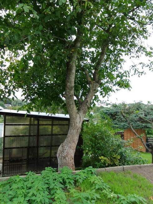 Działka rekreacyjna ROD