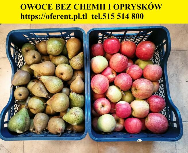 GRUSZKI KLAPSA sprzedam bezpośrednio tel.515514800