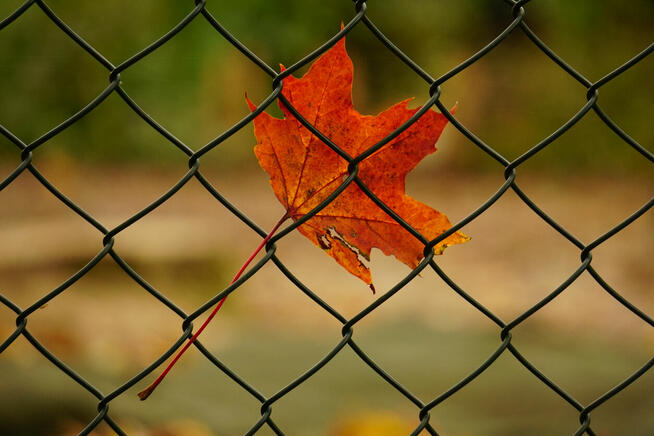 Siatka ogrodzeniowa 13 zł mb I Siatka ocynk+pcv I Producent