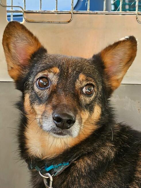 Mikro sunia Karolcia szuka domu bez dzieci