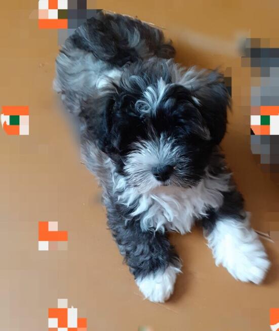 Hawanczyk hawaneze slodkie maluszki