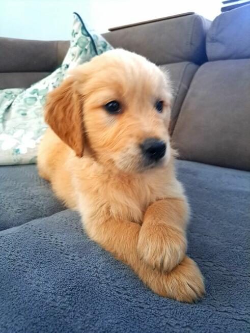 Linia amerykańska Golden Retriever ZŁOTY-Rudy/Dna ZKPL