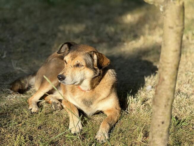 adopcja dwóch zagubionych psiaków