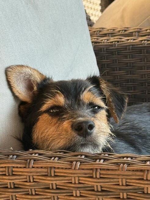 Mańka (szczeniak) szuka domku