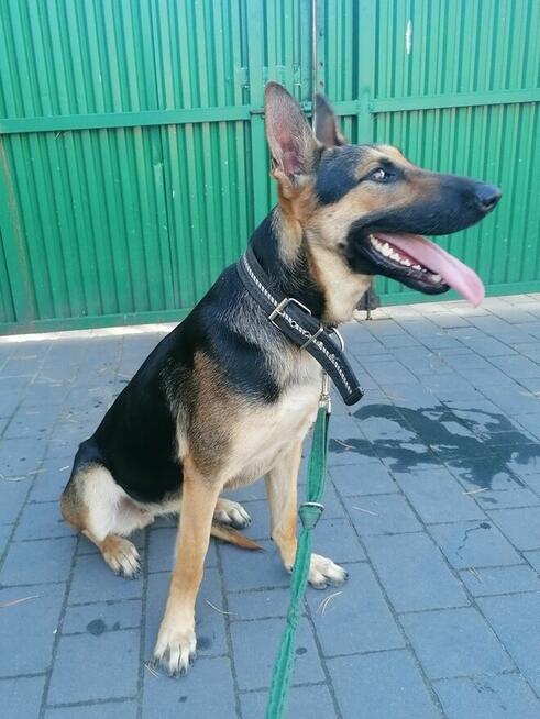 KARMEN roczna suczka w typie owczarka niemieckiego szuka domu