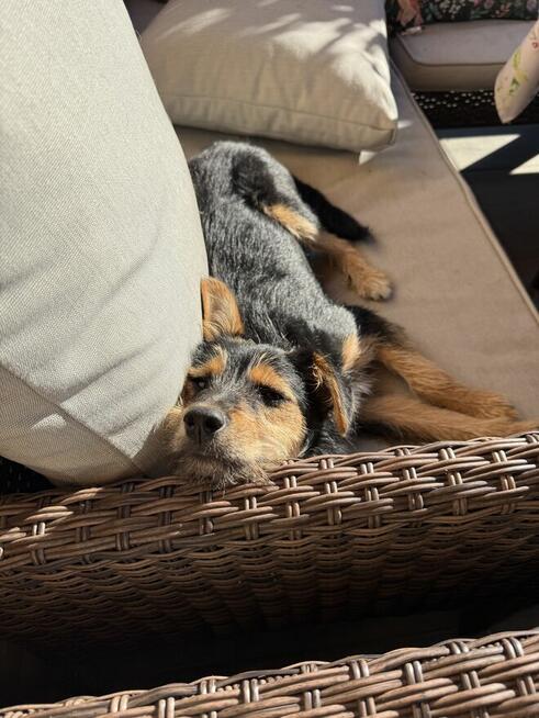 Mańka (szczeniak) szuka domku