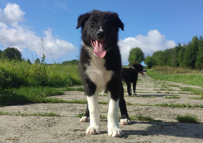 BORDER COLLIE - Rasowy z pełną dok. po świetnych rodzicach