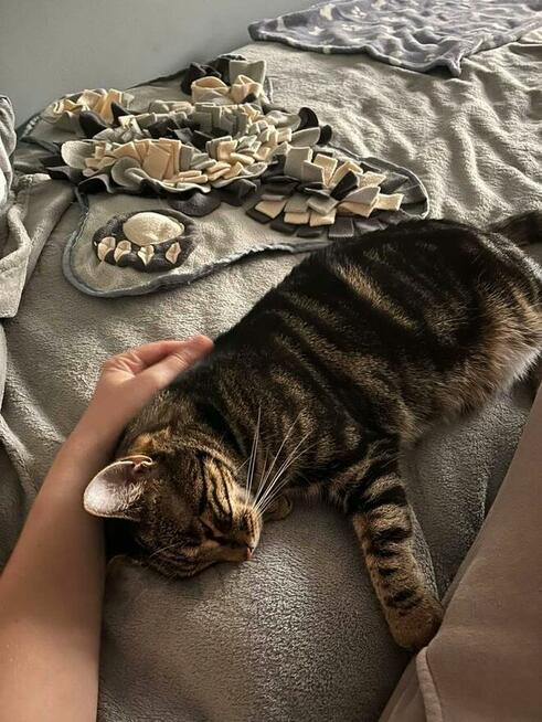 Kazimiera - kotka do adopcji