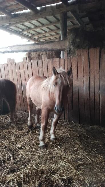 Sprzedam zrebice zimnokwista