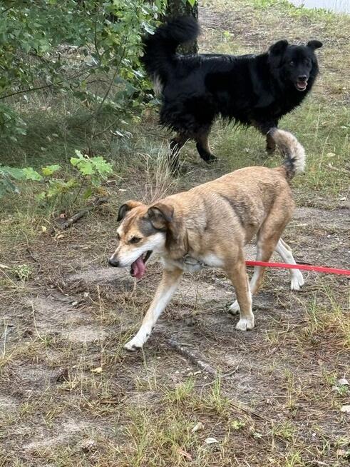 adopcja dwóch zagubionych psiaków
