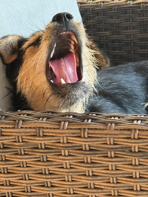 Mańka (szczeniak) szuka domku