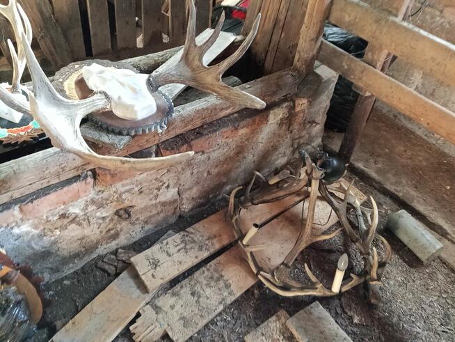 Poroża parostki koziołków i innych