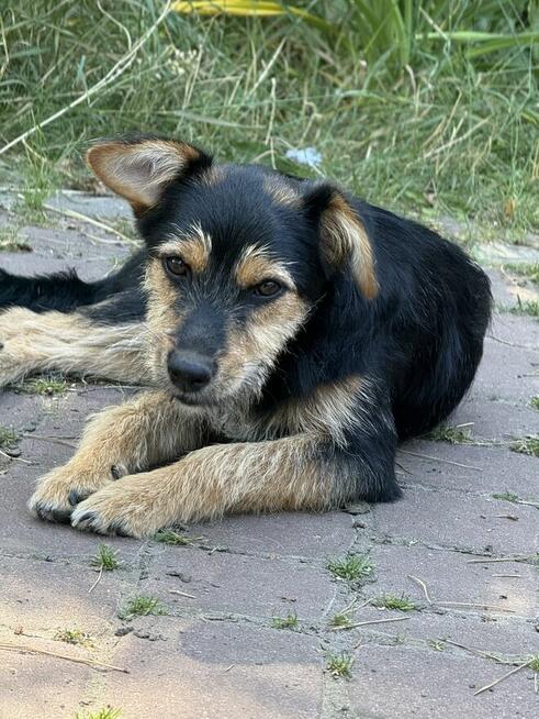 Mańka (szczeniak) szuka domku