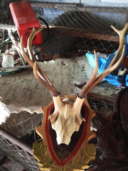 Poroża parostki koziołków i innych