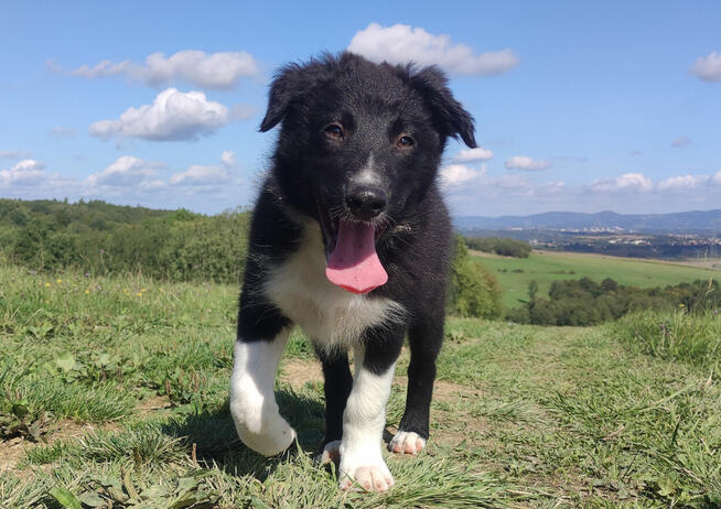 BORDER COLLIE - Rasowy z pełną dok. po świetnych rodzicach