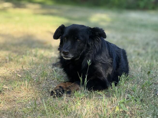 adopcja dwóch zagubionych psiaków