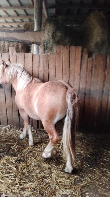 Sprzedam zrebice zimnokwista