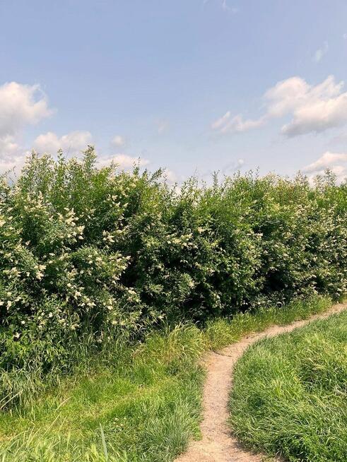 Działka rekreacyjna Legnica, Nowogródzka