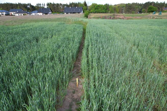 Działka budowlana Klotyldzin gm. Margonin