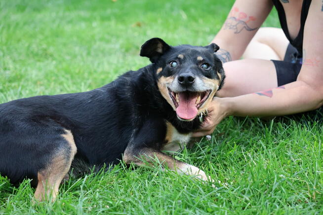 niewidomy Jureczek szuka domku