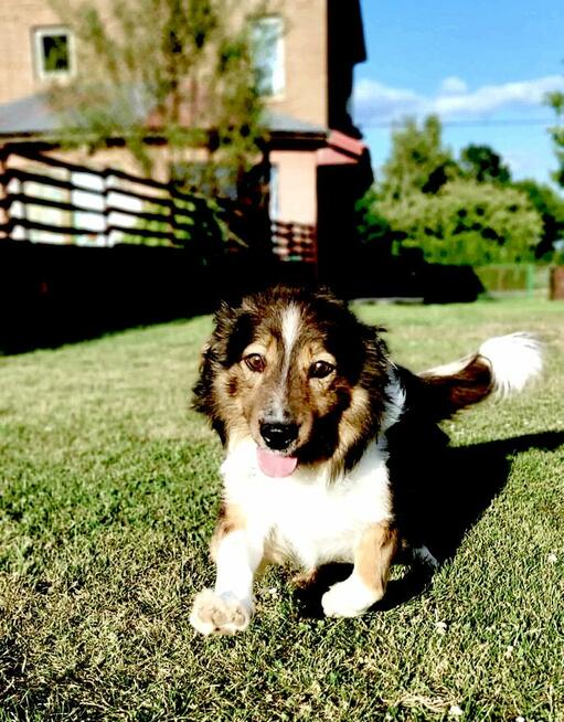 młodziutki Pepe szuka domku