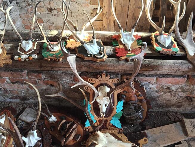 Poroża parostki koziołków i innych