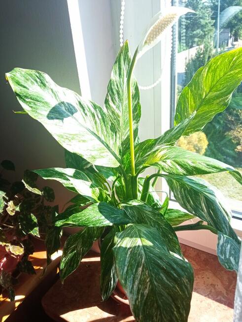 Trzykrotki ładnie wybarwione, drzewko szczęścia i fiołki