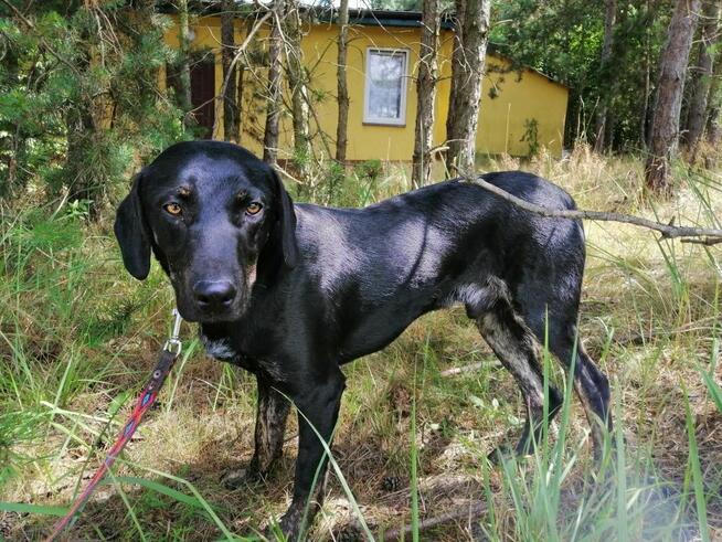 OGNIK młody wesoły pies w typie gończego poleca się do adopcji