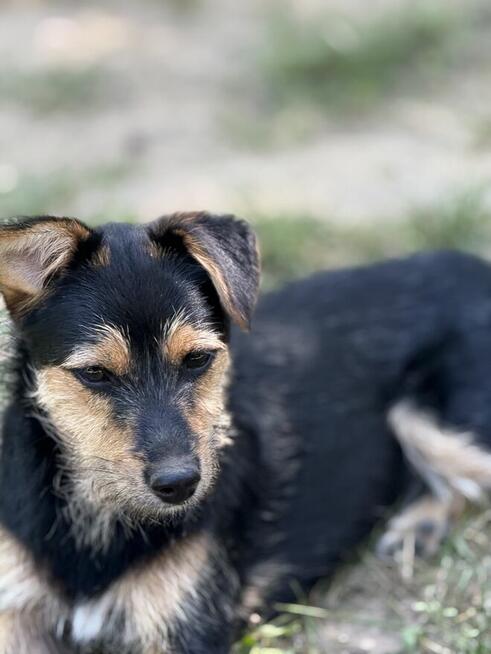 Mańka (szczeniak) szuka domku