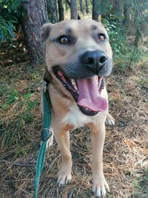 KARAT młody masywny pies poleca się do adopcji