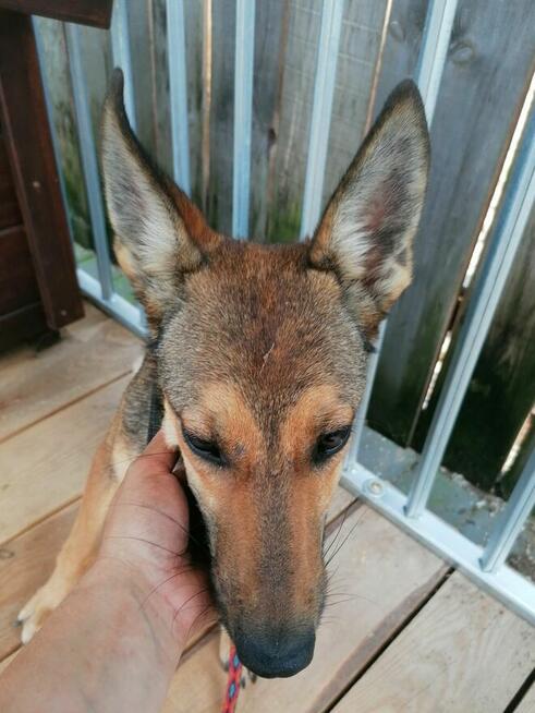 DAKTYL młody wycofany piesek szuka odpowiedzialnego domu