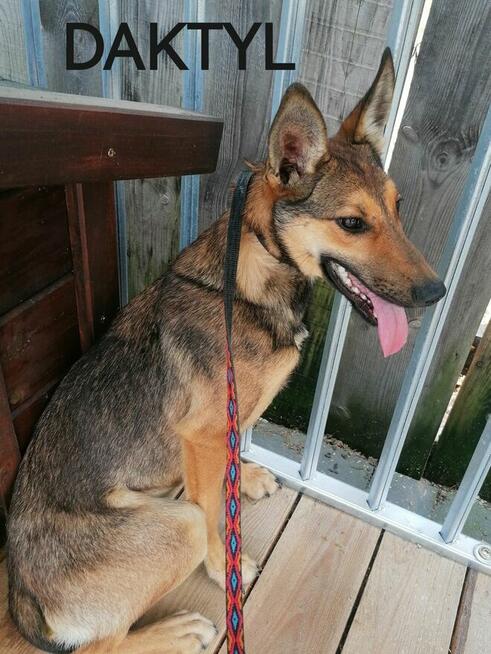 DAKTYL młody wycofany piesek szuka odpowiedzialnego domu